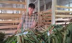 Về quê lập nghiệp, thủ lĩnh Đoàn xã mở trại nuôi hươu sao, thu 3 tỷ mỗi năm