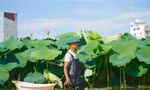 Làm giàu từ cây sen trên vùng đất trũng