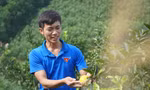 Kỹ sư nông nghiệp về quê trồng cam, mỗi năm thu hàng trăm triệu đồng