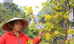 Mai Kỳ Nam nở sớm, dân thấp thỏm lo mất Tết