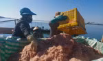 Ngư dân Hà Tĩnh trúng đậm ruốc biển những ngày cận Tết