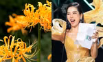 Hoa bỉ ngạn đang gây sốt có thật không?