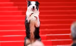 Có một Messi khác trên thảm đỏ Cannes
