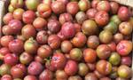Mận hậu, nhót xanh xuống phố có giá hàng trăm nghìn đồng/kg