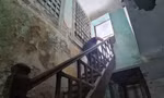 Mòn mỏi trong biệt thự 'triệu đô': Loay hoay bảo tồn kiến trúc Pháp cổ 