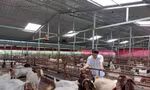 Làm giàu từ mô hình liên kết nuôi dê 