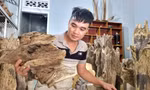 Rủi may nghề xoi trầm 