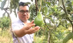 Mang bơ bản địa đi đánh xứ người 