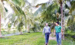 Anh Phạm Đình Ngãi (áo xanh) giới thiệu khách quốc tế vùng nguyên liệu dừa lấy mật 