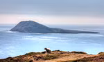 Cơ hội quản lý hòn đảo cô lập xứ Wales 