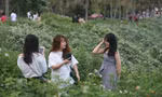 Đà Nẵng chi tiền tỷ trồng cây xanh ở bán đảo Sơn Trà