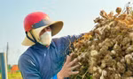 Tỏi Lý Sơn được mùa, nông dân chưa kịp vui đã méo mặt 