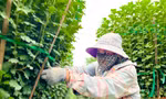 Hàng trăm nghìn chậu hoa cúc Tết ở Quảng Ngãi chưa nở đã được mua sạch tại vườn