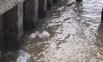 Phát hiện thi thể nữ giới cạnh bờ kè đê biển ở Cà Mau