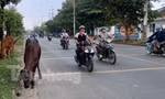 Trâu bò thả rông giữa đường gây bất an cho người dân