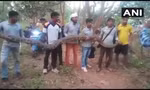 Đàn trăn có kích thước khủng, dài từ 3 đến 5m. Ảnh: ANI