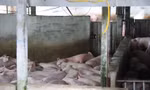 Cảnh khó hình dung ở lò giết mổ heo gia công cho C.P. Việt Nam tại Hậu Giang
