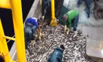 Một mẻ cá trị giá hàng trăm triệu vừa được ngư dân đưa lên sàn tàu.