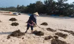 Những rong mơ được người dân khai thác trái phép phơi bãi rạn và bãi biển. Ảnh: Nguyễn Trang.
