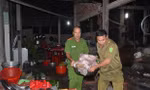 Cơ quan chức năng phát hiện thịt heo bệnh đã ngả màu và bốc mùi trong cơ sở giết mổ lậu của ông Nguyễn Văn Tra (Bến Tre).
