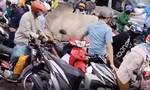Bò 'điên' húc hàng loạt xe máy trên đường