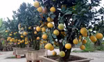 Chăm sóc bưởi cảnh sau tết thế nào để năm sau quả sai trĩu trịt