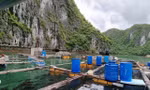 Cơ sở nuôi trồng thủy sản của người dân trên quần đảo Cát Bà.