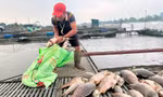 Nông dân Hải Dương vớt cá chết hàng loạt. Ảnh: Thành Đạt