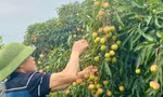 Xúc tiến xuất khẩu vải chín sớm ở Hưng Yên 