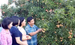 Thương lái Trung Quốc rục rịch thu mua vải Thanh Hà 