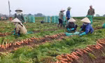 Hải Dương đề nghị các địa phương hỗ trợ tiêu thụ nông sản cho người dân