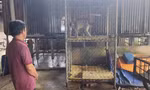 Bàn giao khỉ đuôi lợn quý hiếm cho kiểm lâm TPHCM