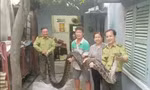 Không bán dù được giá, người dân giao nộp trăn quý hiếm nặng 63kg