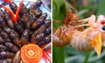 Đặc sản độc nhất ở Bình Phước thử thách lòng can đảm của nhiều người