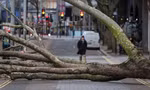 Một cây lớn bị quật đổ do gió bão tại Anh. Ảnh: Getty.