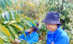 Đoàn thanh niên hỗ trợ gia đình khó khăn thu hoạch cà phê