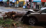Ô tô mất lái lao lên vỉa hè, đâm nghiêng cây thông cổ thụ