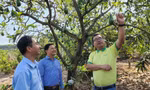  Anh Đặng Dương Minh Hoàng (bìa phải) nói về cách chăm sóc bơ