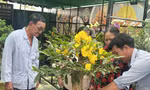Mai siêu bông Bình Lợi hút khách săn tìm để chơi Tết ảnh: U.P