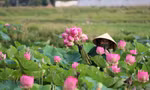 Đầm sen nở rộ, tỏa ngát hương thơm ở xã Kim Liên, huyện Nam Đàn, Nghệ An
