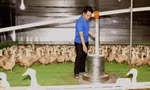 Anh Nguyễn Đức Thành thành công với mô hình chăn nuôi vịt 