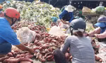 Nhóm người nhặt khoai lang đổ tràn bên đống rác Ảnh: Thuận Nhàn