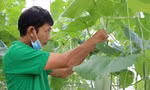 Nông nghiệp công nghệ cao lên phố núi