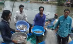 Người dân 'vùng đất cuối trời' săn cá vồ chó, thu tiền triệu mỗi ngày