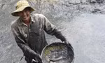 Rộn ràng tát đìa bắt cá đồng ăn Tết ở miền Tây