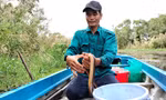 Theo 'thợ săn' sản vật vào rừng U Minh Hạ 