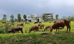 Hết thời sốt nóng, giá nhà đất có dấu hiệu chững lại