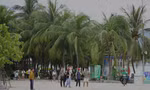 Đà Nẵng sẽ trồng gần 3.500 cây dừa ven biển