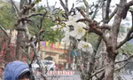 Ngắm hoa lê tiền triệu xuống Thủ đô sau Tết