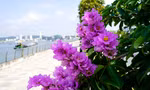 Hoa bằng lăng ‘nhuộm tím’ phố phường Hạ Long